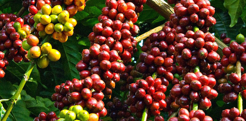 Où-visiter-la-plantation-du-cafe-au-Vietnam