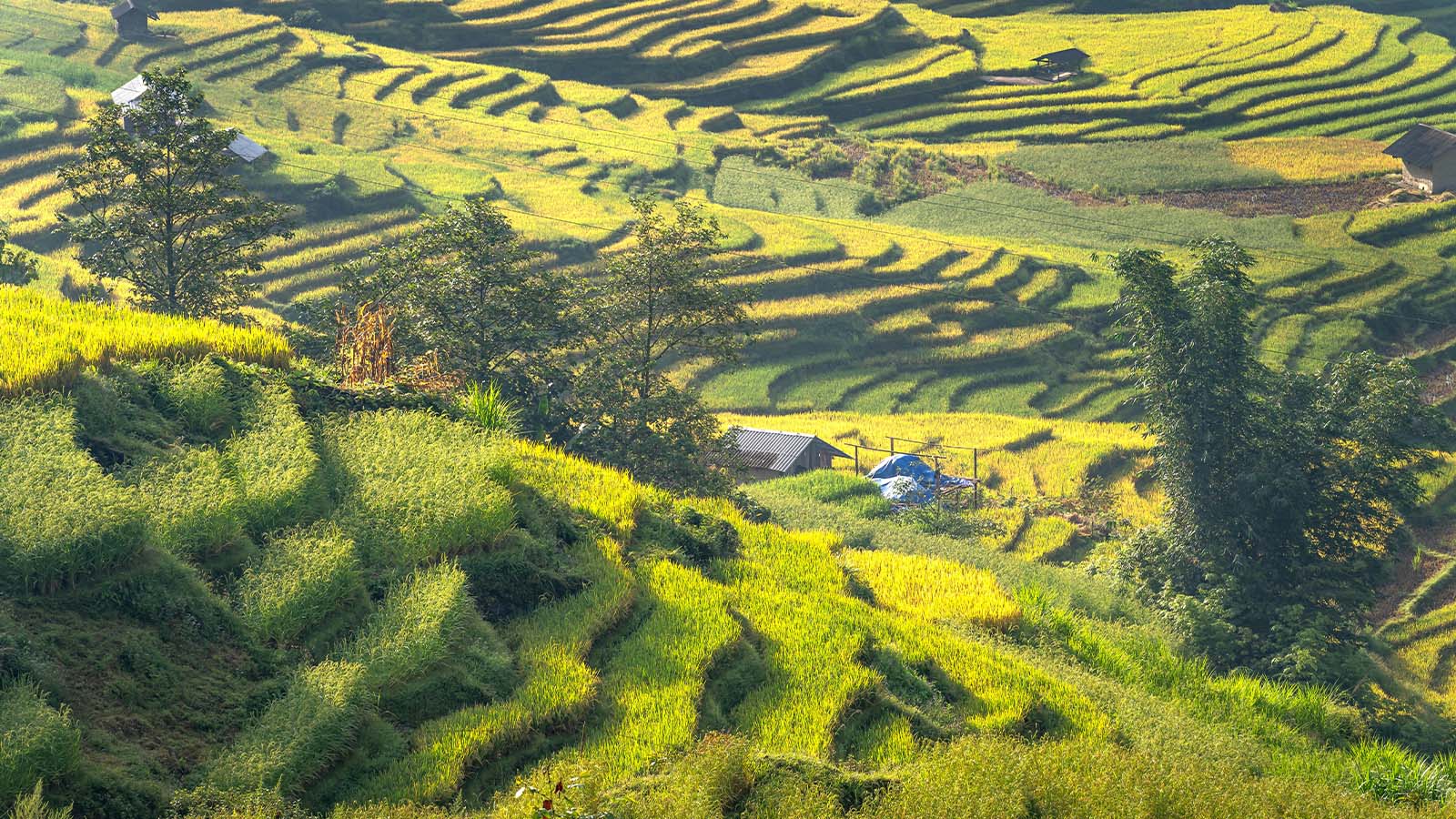 Hoang Su Phi