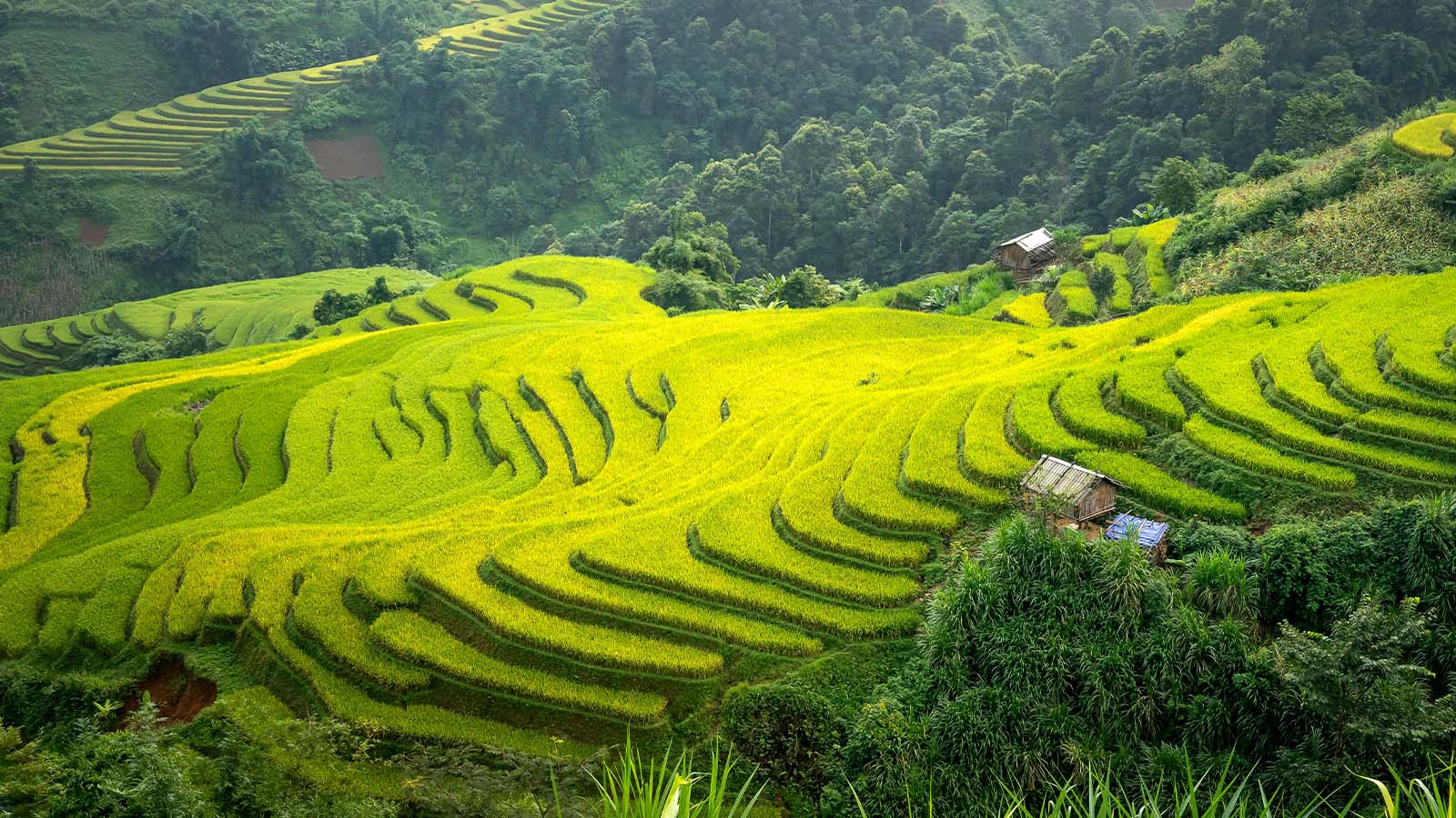 Hoang Su Phi