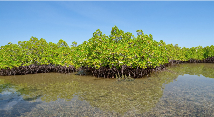 nationalpark-xuan-thuy