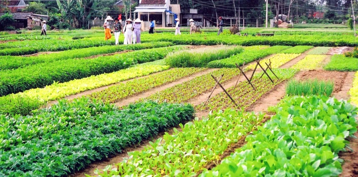 Le-village-de-légumes-de-Tra-Que