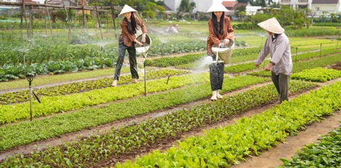 Le-village-maraicher-de-Tra-Que