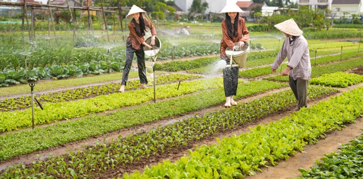 Le-village-maraicher-de-Tra-Que