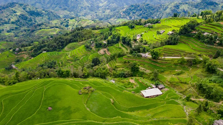 Rizieres-vertes-a-Hoang-Su-Phi