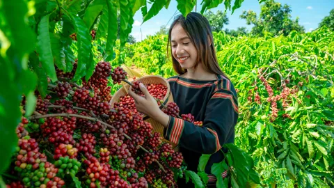 best-coffee-plantations-vietnam
