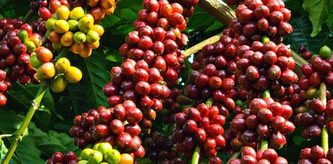 Visiter-la-plantation-du-cafe-au-Vietnam