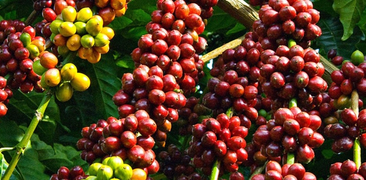 Arabica-Cafe-Vietnam