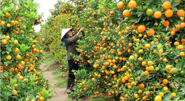 jardin-fruitier-au-Vietnam