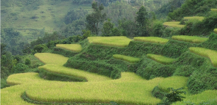 Les-rizieres-en-terrasse-dans-le-nord-du-Vietnam