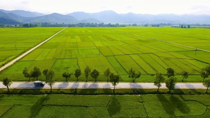 les-rizieres-au-Vietnam