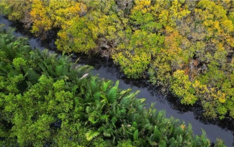 ru-cha-mangrove-forest