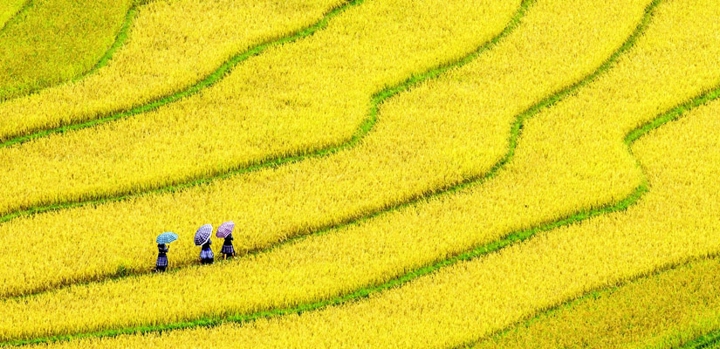 Mu-Cang-Chai-Vietnam
