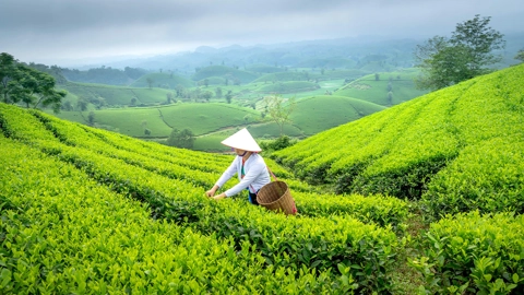 emerald-canopies-and-aromatic-secrets-your-guide-to-vietnams-green-tea-plantations