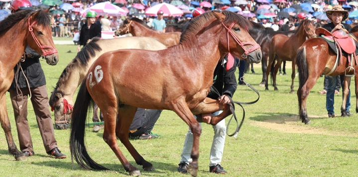 Le-marche-de-chevaux-a-Bac-Ha