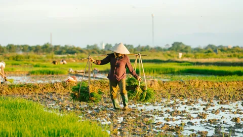 la-culture-du-riz-au-vietnam