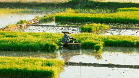 la-recolte-du-riz-au-vietnam
