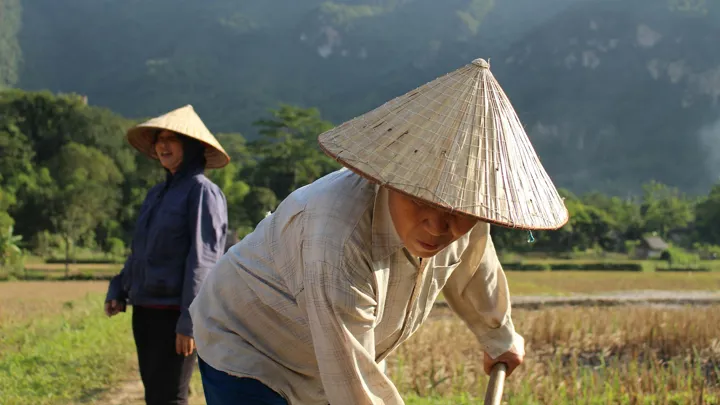 Travail champ Mai Chau