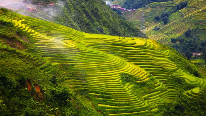 Rizieres-en-terrasse-au-Vietnam